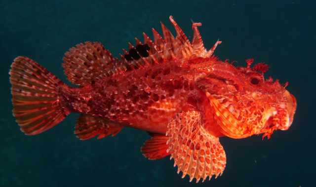 Lo scorfano, pesce "duro a morire": respira anche senza organi vitali. Il video